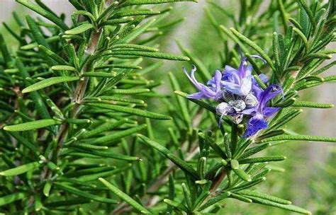 Plante Aromatice Pentru Gradina Ta Perfecta