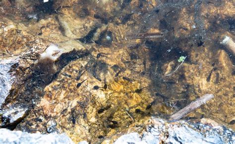 Tadpoles Swimming Around in a Pond Stock Photo - Image of green, group ...