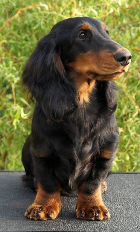 26 Best Ideas For Coloring Weiner Dogs Long Hair