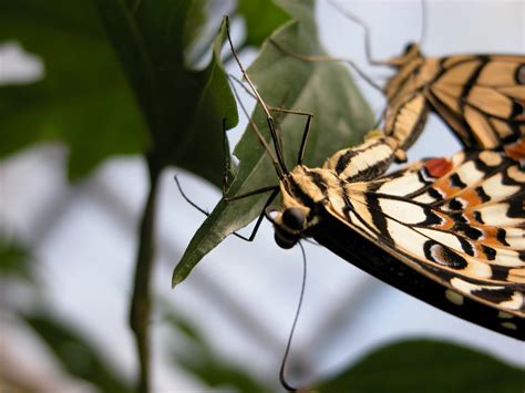 imageafter  butterfly crawl crawling leaf yellow patterned