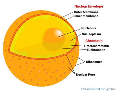 Nuclear Membrane Diagram