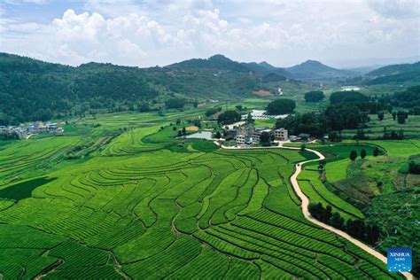 Fotos Cengong Importante Distrito Produtor De Arroz Em Guizhou