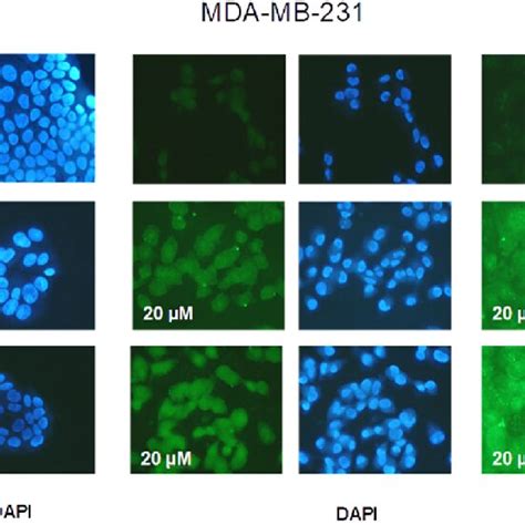 Mtt Assay After Livecyte Analysis A Mcf 7 B Mda Mb 231 And C Download Scientific