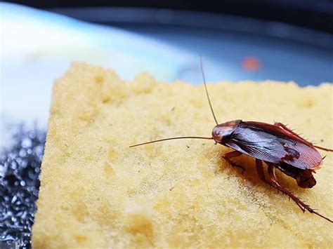 Tucson Exterminators Share Cockroach Prevention Tips