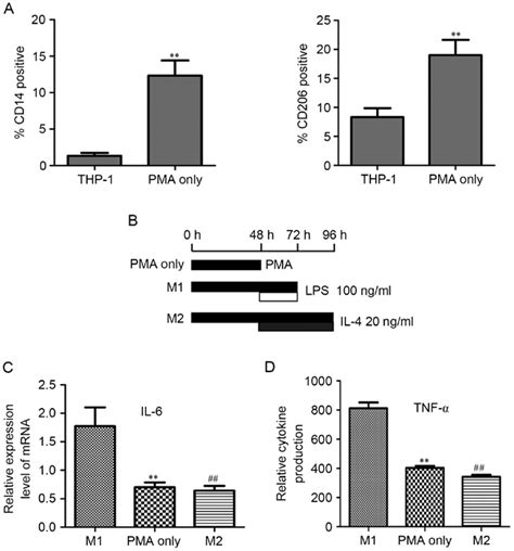 Pma Treatment Differentiates Thp Cells To M Macrophages A Thp