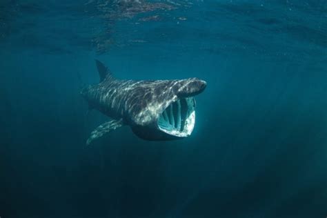 A Ranking Of The 10 Biggest Sharks American Oceans