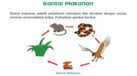 Rantai Makanan Pengertian Komponen Dan Contohnya