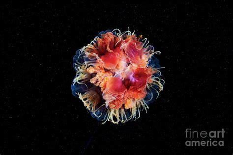 Lion S Mane Jellyfish Photograph By Alexander Semenov Science Photo