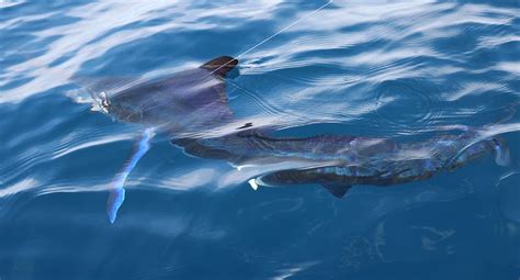 Mahi Fishing Off Loreto, Baja California, Mexico | Sport Fishing Mag