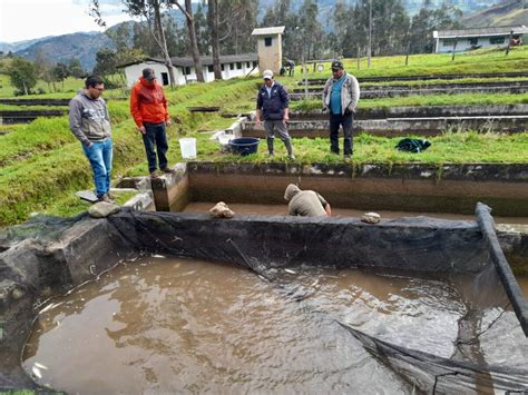 Huancabamba Fortalecen producción y consumo de trucha con entrega de