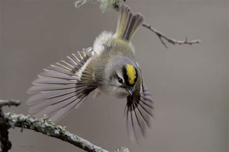 Golden-crowned Kinglet Takes Off | BirdNote