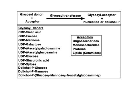 Glycosyltransferases and Glycosidases - ppt download