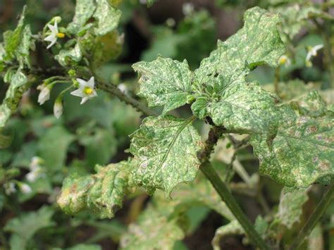 Red Spider Mites On Tomato Plants