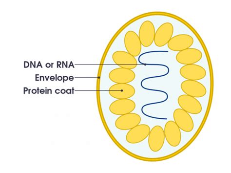 Viral Infection Viral Structure Viral Replication Teachmephysiology