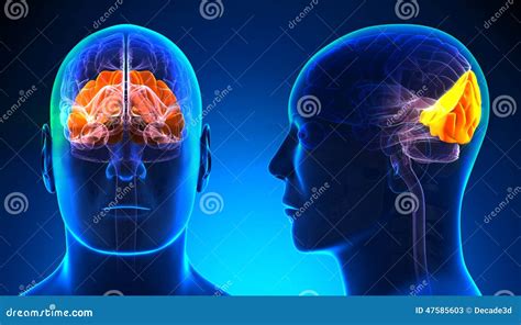 Occipital Lobe Of Human Brain Anatomy Side View Flat Vector