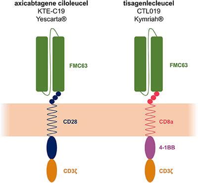 Frontiers The Advent Of CAR T Cell Therapy For Lymphoproliferative