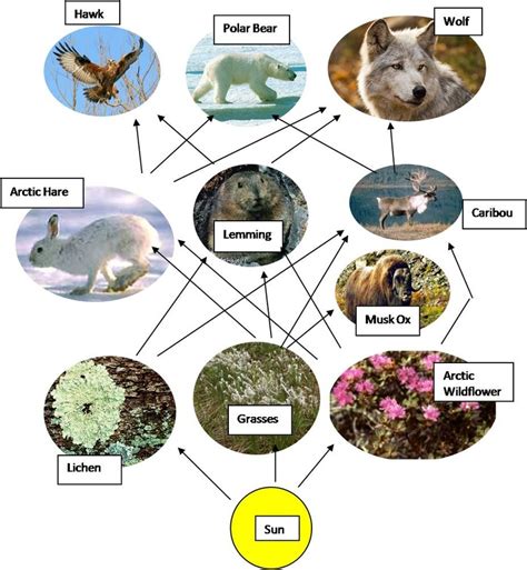 Food Web Interaction - The Arctic Tundra