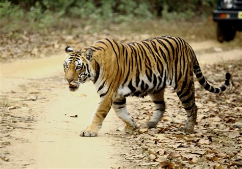 Nepal The Tigers Of Bardia Ics Odyssey