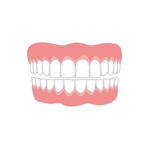 The Different Types of Teeth - Gentle Dentist