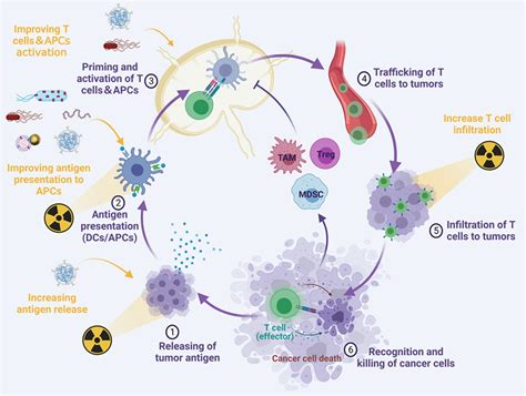 Combination Of Radiotherapy With Bacteria Induced Immune Effect Cancer