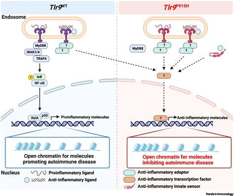 Tlr9 Triggers Myd88 Independent Anti Inflammatory Signaling In Lupus