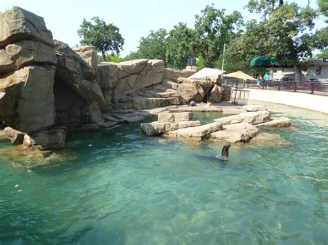 California Sea Lionharbour Seal Exhibit Zoochat