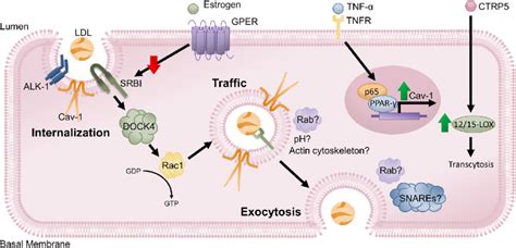 Model Showing The Regulation Of Transendothelial Ldl Transport Alk