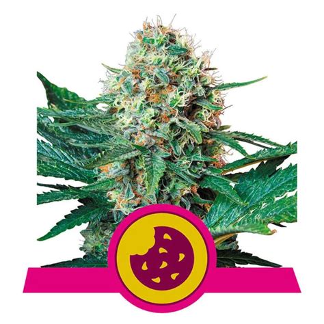 Royal Cookies Mercado De Semillas Comprar Semillas De Marihuana En