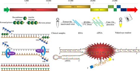 研究 基于rt Era技术的 Crispr Cas12a快速鉴定猪流行病毒发表文献技术应用等温扩增 支原体检测 专注于核酸现场快速