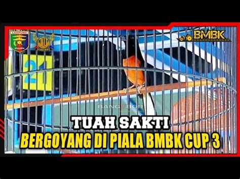 Aksi Murai Batu Tuah Sakti ON BMBK CUP 3 Lampung YouTube