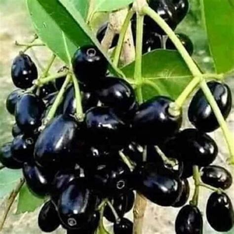 Fruit Well Watered Black Jamun Plant For Fruits At ₹ 70plant In Pune