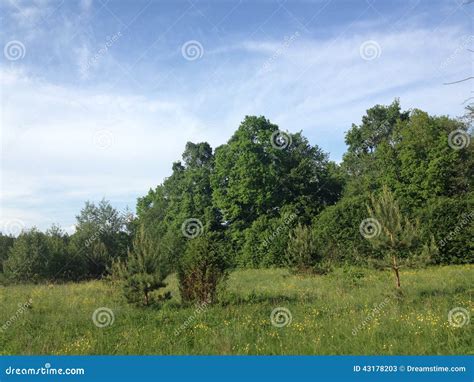 Belarus Forest stock image. Image of clouds, green, beautiful - 43178203