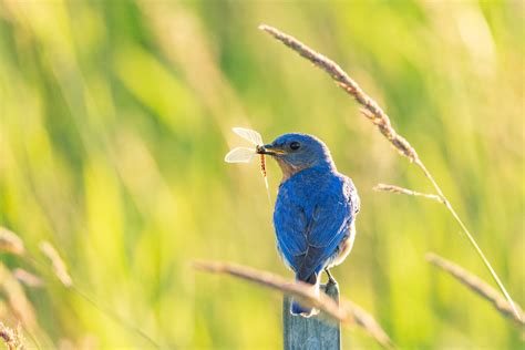 Why We Need Birds Forest Preserve District Of Will County