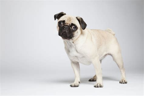 Most Dog Breeds Are Highly Inbred Per New Study