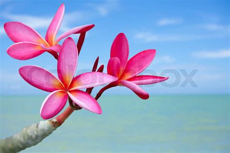 Plumeria flowers on the beach | Stock image | Colourbox