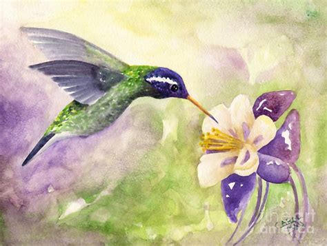 White Eared Hummingbird Print By Art By Carol May Hummingbird