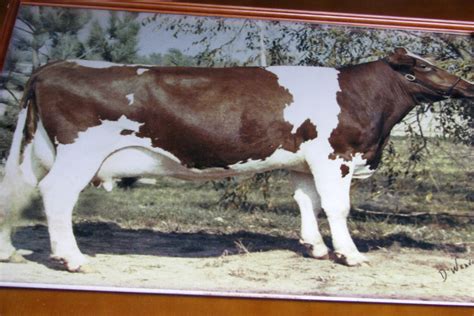 History of Red and White Holsteins chronicled in book - Post Bulletin | Rochester Minnesota news ...