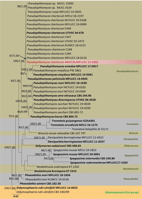 Phylogram Generated From Maximum Likelihood Analysis Of Combined LSU