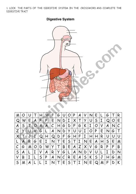 Digestive System Esl Worksheet By Angellys