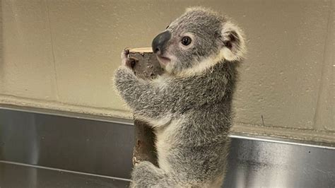 'It's a Girl:' Riverbanks Zoo welcomes new baby Koala