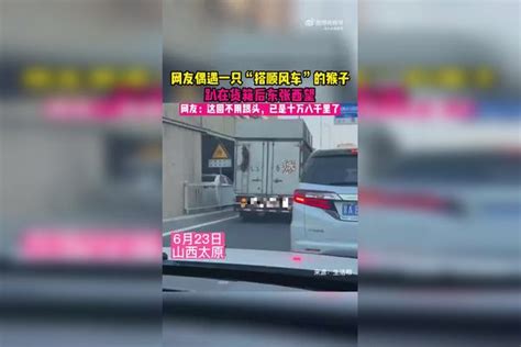 网友偶遇一只“搭顺风车”的猴子，趴在货箱后东张西望。网友：这回不用跟头，已是十万八千里了