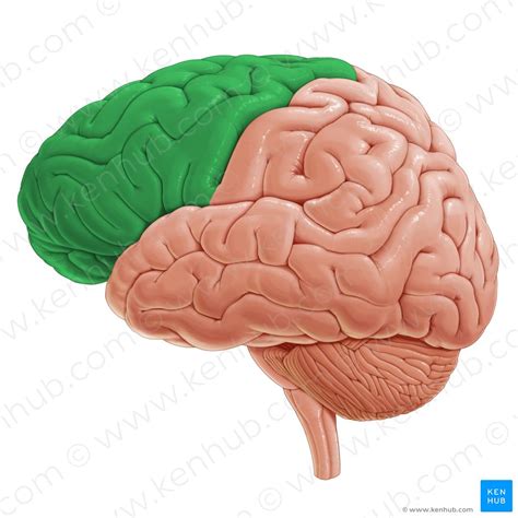 Cerebral Hemispheres Topography Kenhub