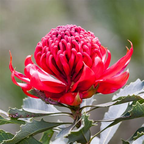 A Quick And Easy Guide To Australian Native Plants Floraly