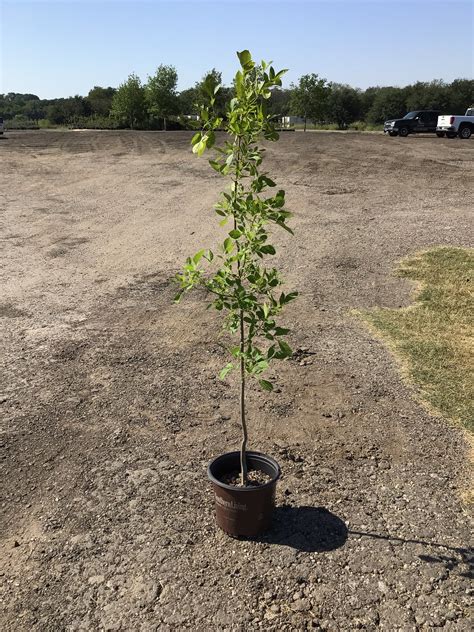 Texas Ash Trees For Sale | Texas Tree Farms