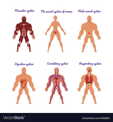 Main Human Body Systems With Circulatory Sexual Vector Image