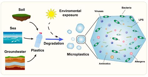 Ijms Free Full Text Association Between Microorganisms And