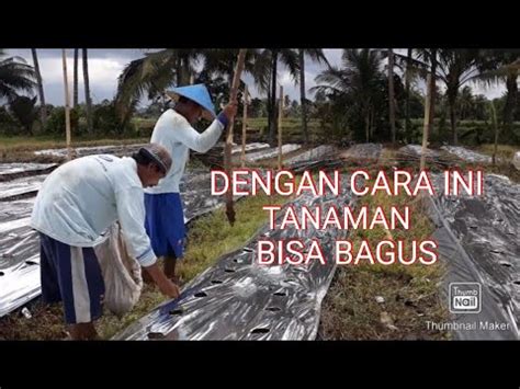 PERSIAPAN TANAM CABE DI LAHAN BEKAS YouTube