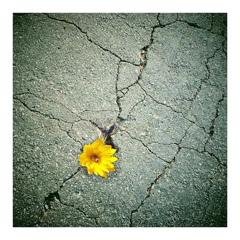 Flower In Pavement By Diana Haronis Dianasphotoart