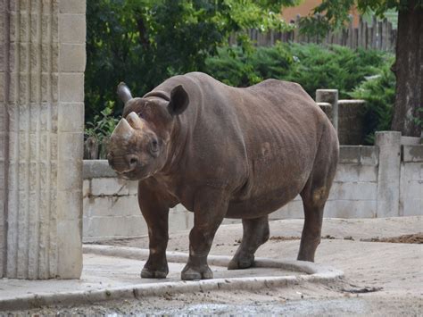 The Online Zoo - Black Rhinoceros