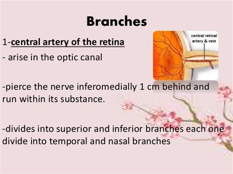 Ophthalmic Artery